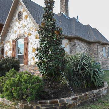 Teddy Bear Magnolia in front yard