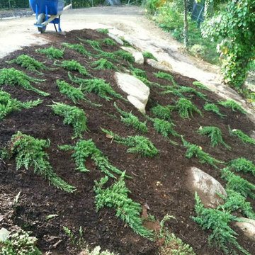 Planting on hills erosion control