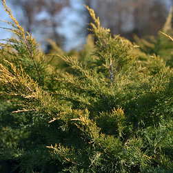 Current Featured Plants - Products