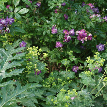 Jardin de Roses