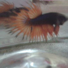 koi, goldfish, bettas and other fresh water fishes