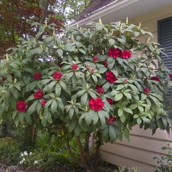 Pictures from Rob cell 213.jpg - Plants
