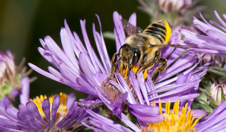 Familiarisez-vous avec les insectes de votre jardin