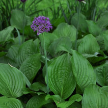 plant combinations
