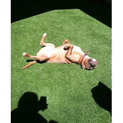 Pet Turf - Products