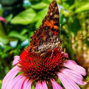 Ruth Draeger's photo