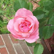 Nancy Barrett's photo