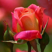 Rosana Torres's photo