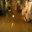 Water Damage Miami Springs