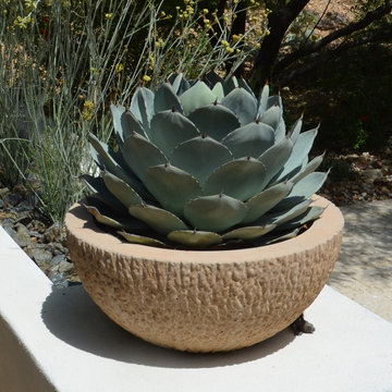 Southwestern Plants