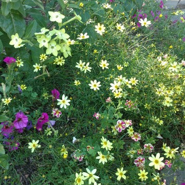 Great Garden Combos