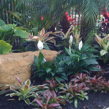 Tropical Backyard