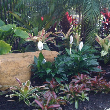 Small tropical Backyard