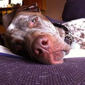 Chris Grazioli's photo
