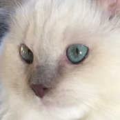 Wanda Medeiros's photo