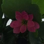 Becky Barr Calder's photo