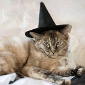Tina Phillips's photo