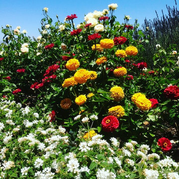 Cottage Garden