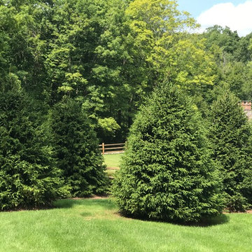 Planting Norway Spruce trees