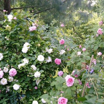 Garten für eine Villa in Brandenburg