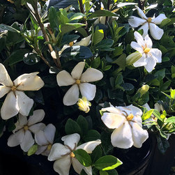 Current Featured Plants - Products