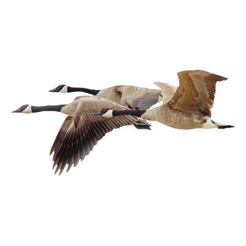 Canadian Geese Wall Art