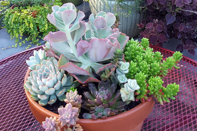 Design ideas for a transitional landscaping in New York.