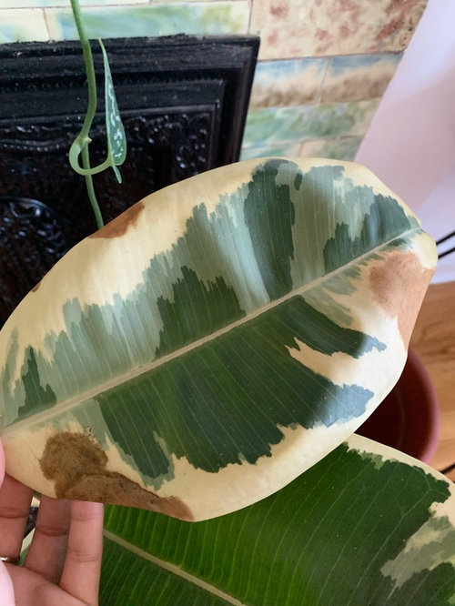 variegated rubber tree getting large dark spots on leaves