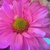 Ann-Marie Gilbert's photo