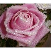 Joanne Vanderheite's photo