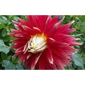 Bernadette Lehmann's photo