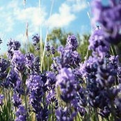 Viola Yang's photo