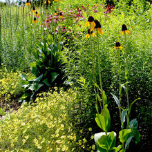 Perennials