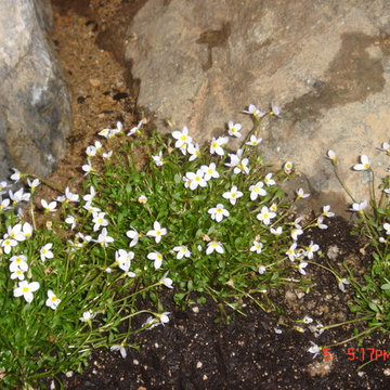 和庭園から草花ロックガーデンに