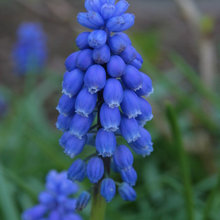 Blue flowers
