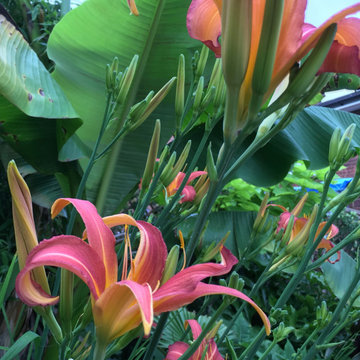 Tropical Style, Low Maintenance garden
