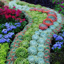 Garden Ideas