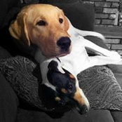 Dominick Giovanniello's photo