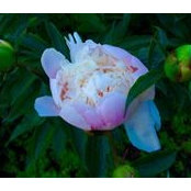 Jan Gilmour's photo