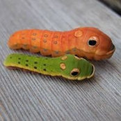 SokPeak Tang's photo