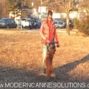 modern canine solutions's photo
