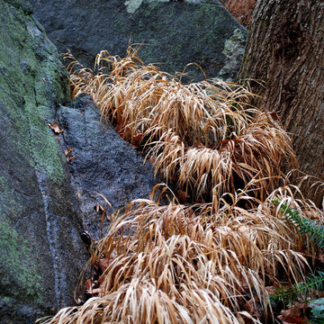 "River" of Japanese forest grass between boulders; Front Garden, winter, 2014.