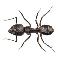 Carpenter Ants - Home Improvement