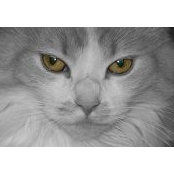 Cindy Vanders foto