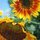 allyson_bilbrough