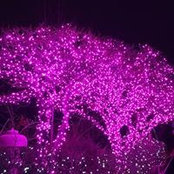 Celina Duran's photo