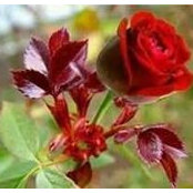 Mohd Ashraf's photo