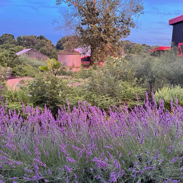 Purple lavender hues pop against the barn and greenhouse