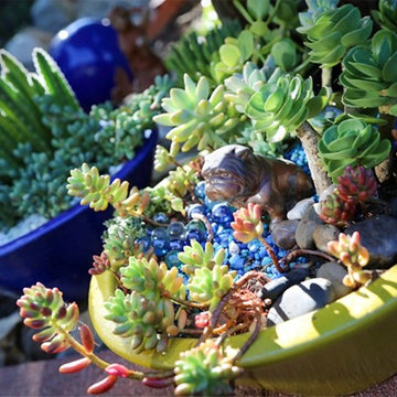 Succulent Arrangements