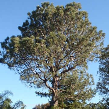 Pine Tree Trim- Before and After